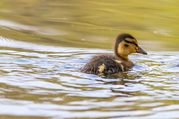 Beautiful little duck cub swims in the water of the pond. Its image is reflected in the water of the pond. He has drops of water on his head.