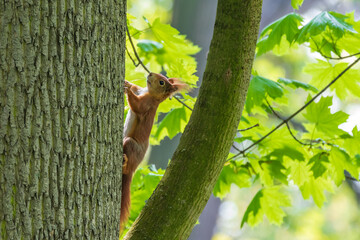 A small brown squirrel is in the treetops in green leaves.