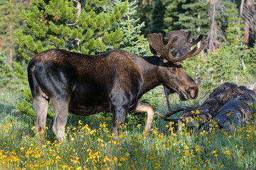 Moose in the Colorado Rocky Mountains. Bull Moose in a field of wildflowers.