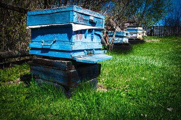 Fototapeta na wymiar Blue hives with bees stand in a row in the garden. Beekeeping, apiary, bees make honey, beekeeping, life in the village. Rural landscape, nature outside the city