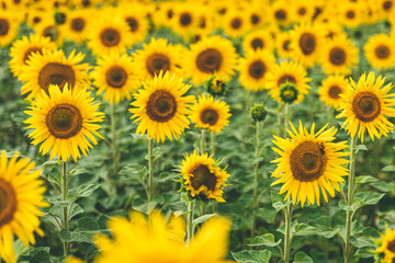Field with many blooming sunflowers, summer concept.