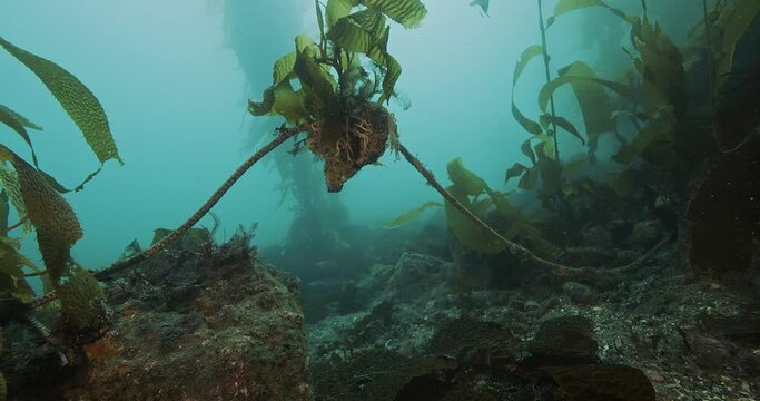 Kelp holdfast lifting line off seabed.