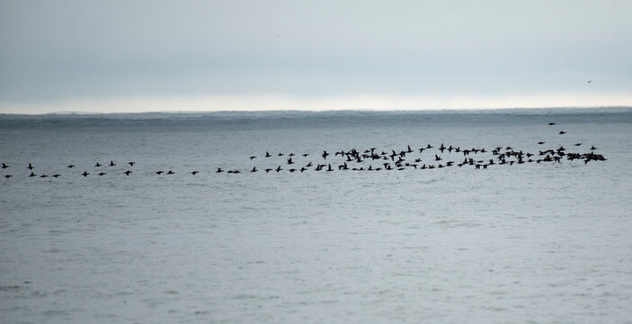 Surf Scoter