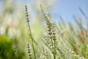 Fototapeta na wymiar Lavender stems and sky. Copy space for text. Lavender fields meadows. Alternative medicine. Perfume.