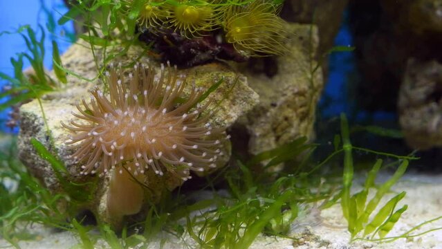 leather coral small frag grow on sand bottom in circular water flow, capitulum with long tentacles, hardy species for marine beginner aquarist, green Caulerpa alga filter water, actinic blue LED light