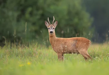 Fototapeten Rehe Männliches Reh (Capreolus capreolus)  © Piotr Krzeslak