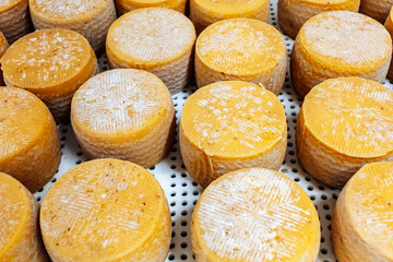 yellow cheese heads at the storage during the cheese aging process. Whole wheel cheese is maturation, stack in a row