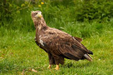 A detailed bald eagle, yellow beak. The bird is in the grass. Allert, brown, side view, claws