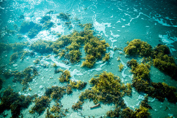 Fototapeta na wymiar seaweed on the shallow ocean water