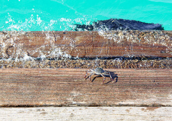 Obraz premium crab on the ocean