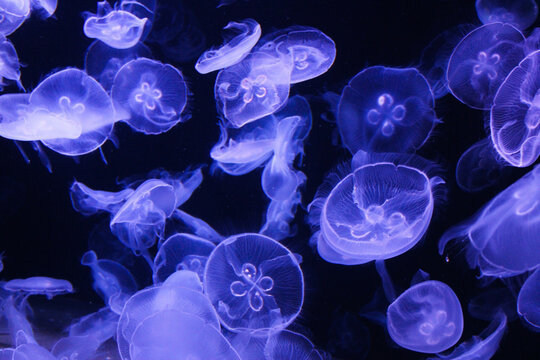 Méduses en flottaison dans un aquarium éclairé en bleu