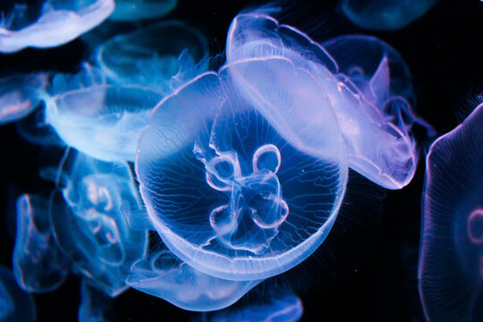 Méduses sous lumière bleu dans un aquarium
