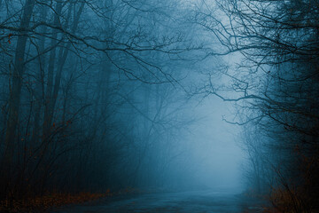 Fototapeta na wymiar The foggy road through the autumn forest. Mysterious pathway in cold blue tones. Halloween backdrop.
