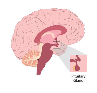 Pituitary galnd illustration in the humans brain