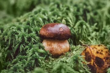 Little penny bun in green moss close up. Edible mushroom boletus edulis, ceps, porcini in the forest. Mushrooms season.