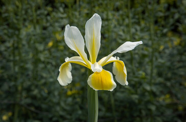 yellow lilly, flower, anglesey abbey, cambridge, england, park, uk, 