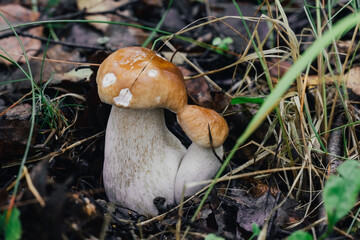 Two boletus mushrooms in the grass. Edible mushroom boletus edulis, penny bun, ceps, porcini. Ugly food.