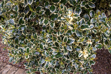 Full frame texture background view of a green and white variegated holly bush with view of...