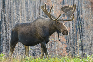 Fototapeta premium Moose in the Colorado Rocky Mountains