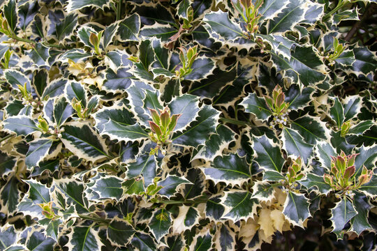 Full frame texture background view of a green and white variegated holly bush with lush foliage
