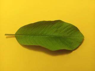 a green guava leaf on a yellow background
