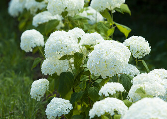white flowers