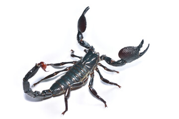 Closeup picture of a mature male of the emperor scorpion Pandinus imperator, a common pet species...
