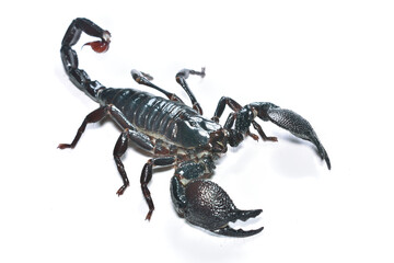 Closeup picture of a mature male of the emperor scorpion Pandinus imperator, a common pet species under CITES protection originating from  West Africa and photographed on white background. - obrazy, fototapety, plakaty
