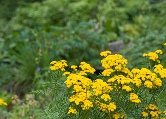 yellow flowers in the park