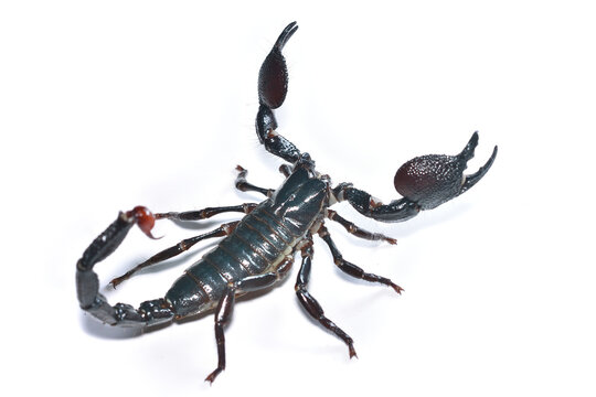 Closeup picture of a mature male of the emperor scorpion Pandinus imperator, a common pet species under CITES protection originating from West Africa and photographed on white background.
