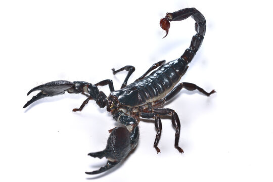 Closeup picture of a mature male of the emperor scorpion Pandinus imperator, a common pet species under CITES protection originating from  West Africa and photographed on white background.