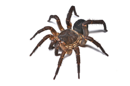 Close up picture of the segmented trapdoor spider Liphistius ornatus from Thailand on white background; these ancient spiders are living fossils.