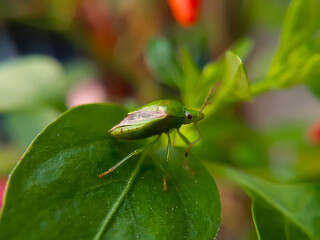 green shield bug
