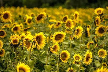 field of sunflowers in summer