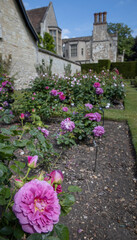 Fototapeta na wymiar anglesey abbey, cambridge, engeland, cambridgeshire,, uk, great brittain, rose, roses, 