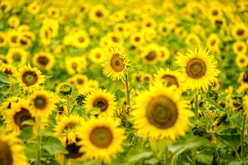 Obraz premium sunflower field in summer