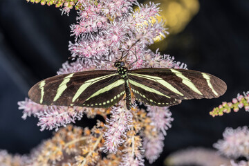 Schmetterling exotisch und farbenfroh