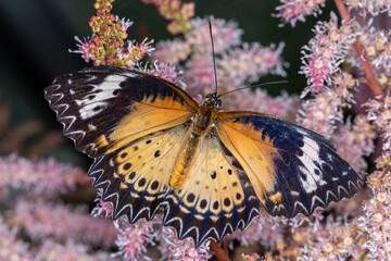 Schmetterling exotisch und farbenfroh