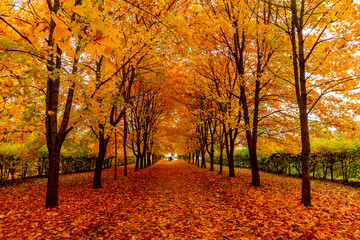 Alley of maple trees in autumn in Alexander park, Tsarskoe Selo (Pushkin), Saint Petersburg, Russia - obrazy, fototapety, plakaty