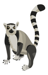Lemur animal graphic illustration