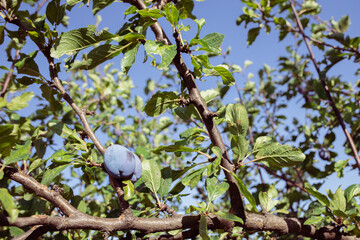 Plums - Italian Prune Plums