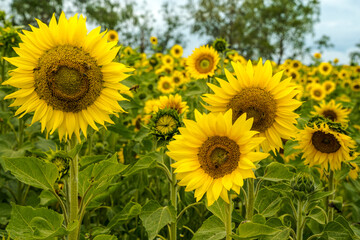 sunflowers in the field