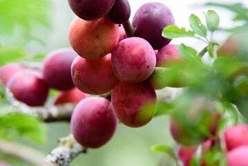 beautiful dark red plums on a branch of a tree with green leaves on a cloudy summer day