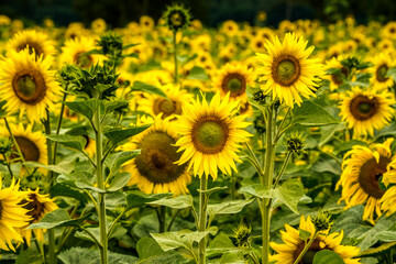 Fototapeta na wymiar field of sunflowers in summer