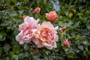 Buckinghamshire, milton keynes, ouse valley park, uk, england,rose, roses, 