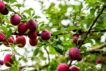 beautiful dark red plums on a branch of a tree with green leaves on a cloudy summer day