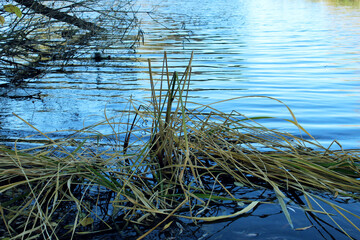 Autumn bank of the river