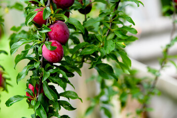 beautiful dark red plums on a branch of a tree with green leaves on a cloudy summer day