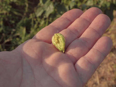 The open hop cone on the palm of your hand