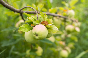 Autumn day. Rural garden. In the frame ripe red apples on a tree. Ukraine